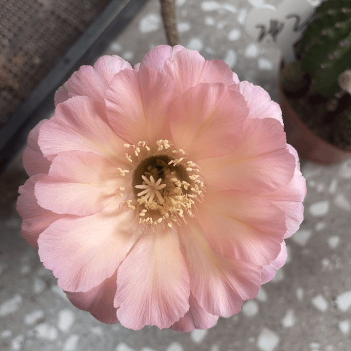 编号241摘花脱土发货