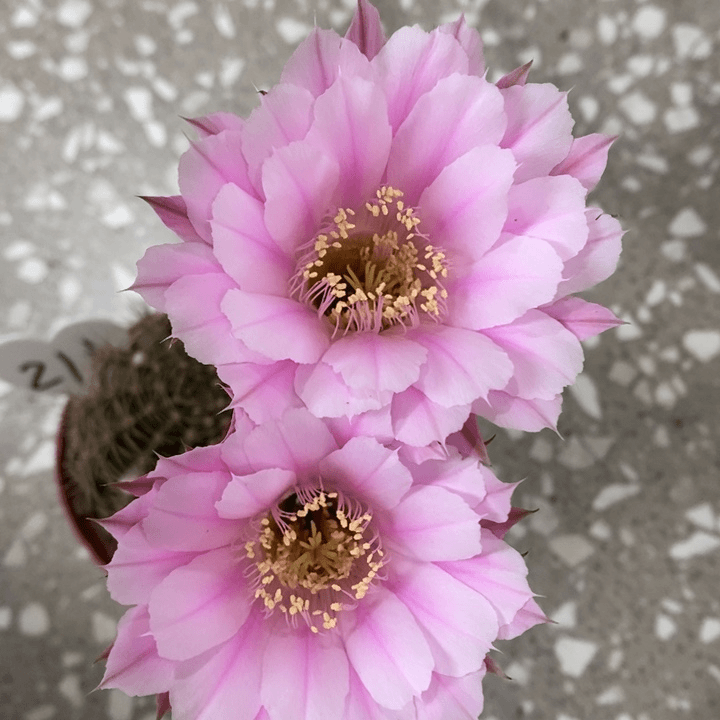 再****谁编号211摘花脱土发货