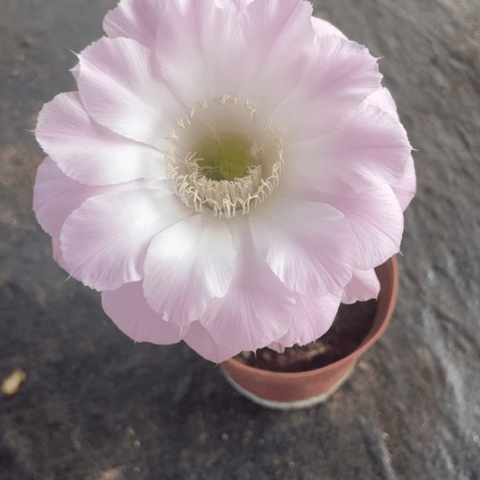 编号A27摘花脱土发货