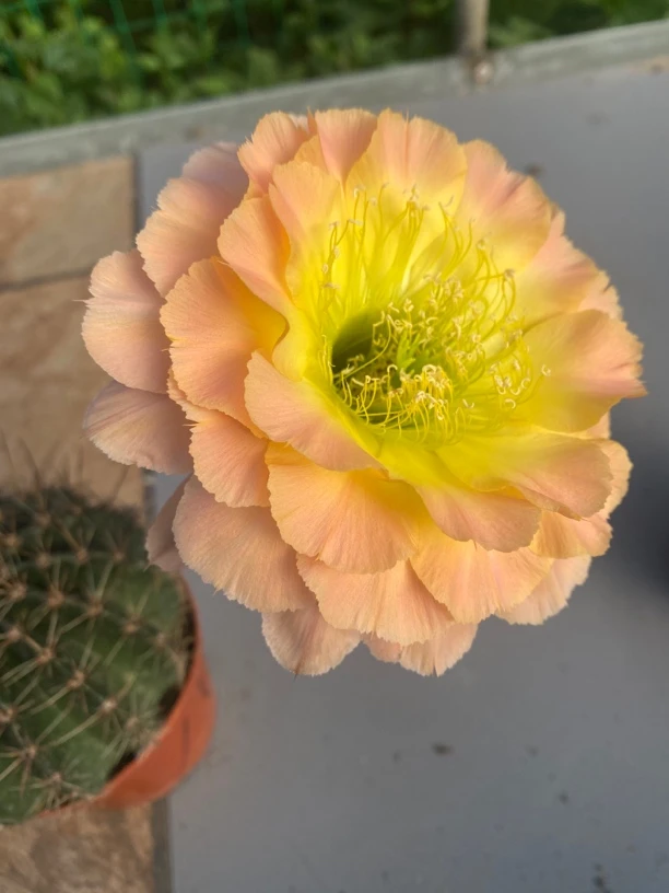 彩草仙人球嘟嘟宝10号圆重瓣锯齿人工开花边3公分以上侧牙