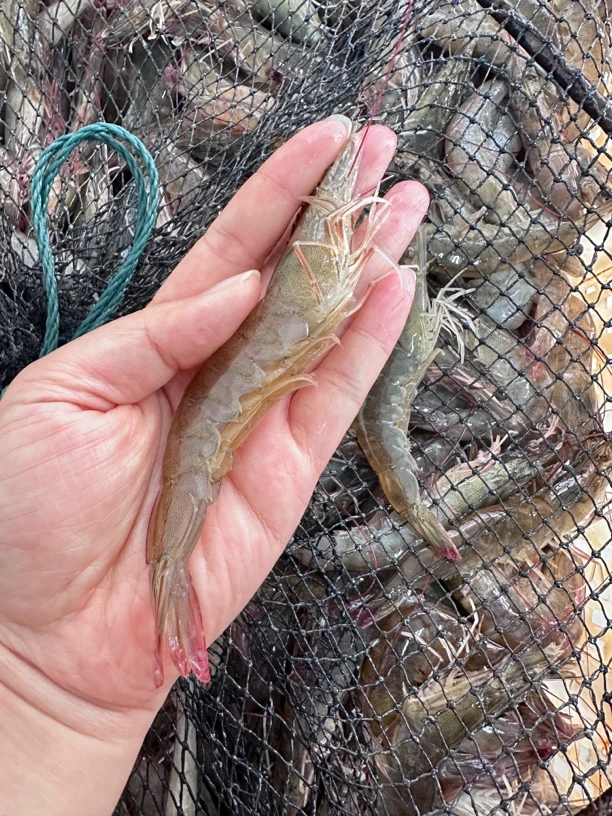 大明虾1400-1500g鲜虾随机铲，包鲜不包活