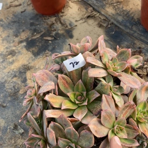 星辰多肉72多肉。。