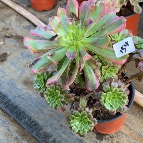 舞天姬多肉植物154多肉