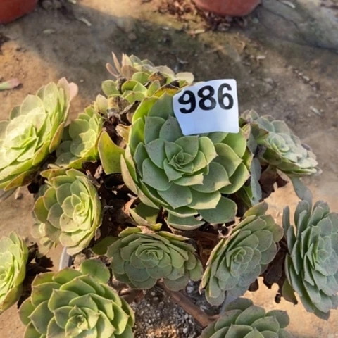 万圣节多肉986多肉