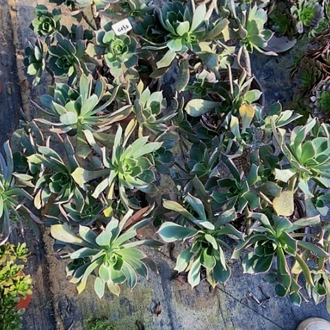 春*四科多肉粉仙桃多肉132多肉