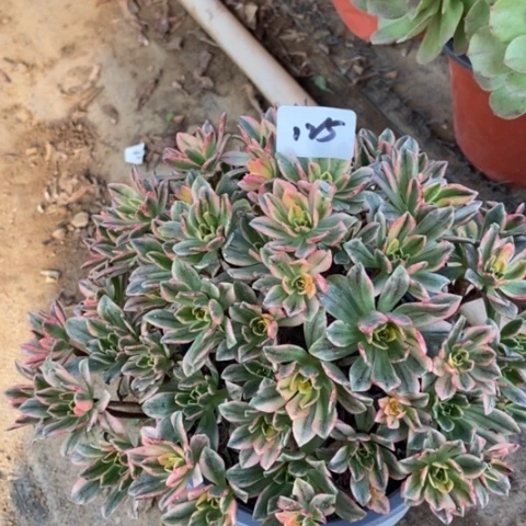 甜茶多肉植物125多肉-