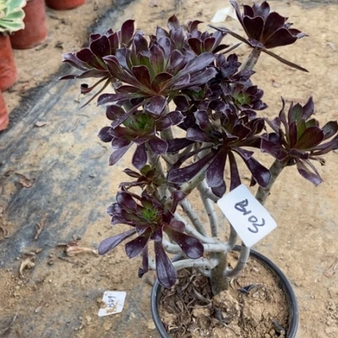 黑法师妖桩朵朵是103多肉