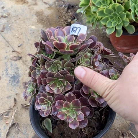 欧佳丽多肉，77多肉