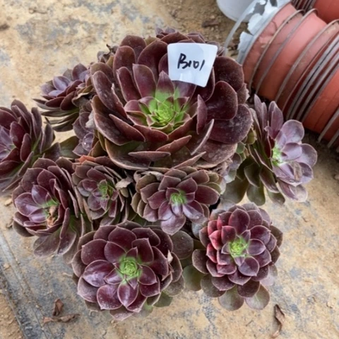 赤焰莲多肉101多肉-