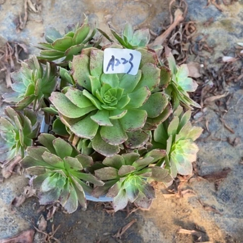 万圣节锦有晒斑223多肉