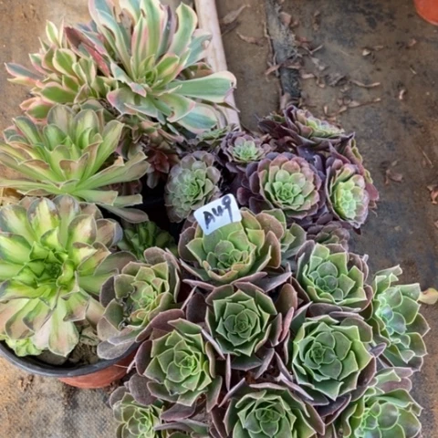 韶华砍头朵朵樱花女神红同玫瑰多肉49多肉