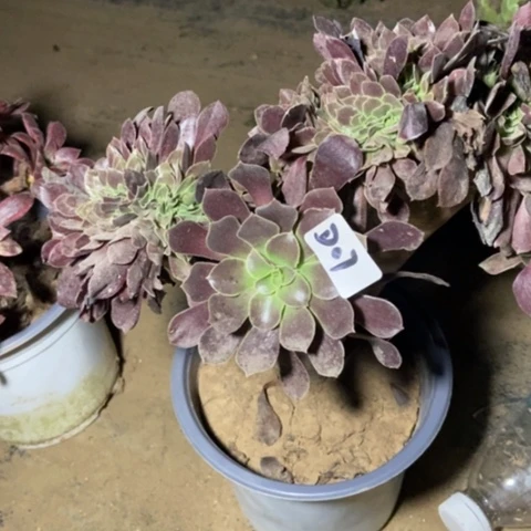 瓯紫多肉缀07多肉