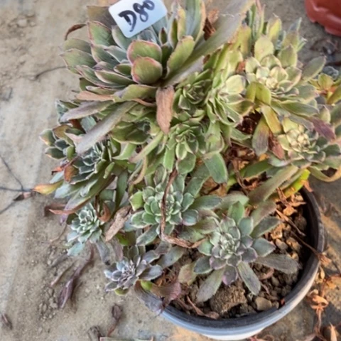 紫霞仙子多肉80-++