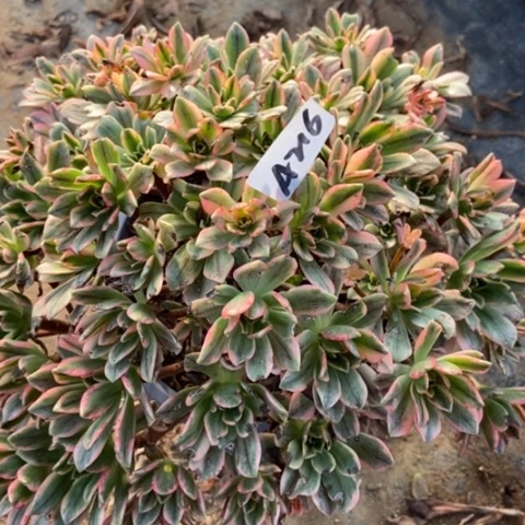 严*月甜茶虫吃叶片介意勿拍216多肉