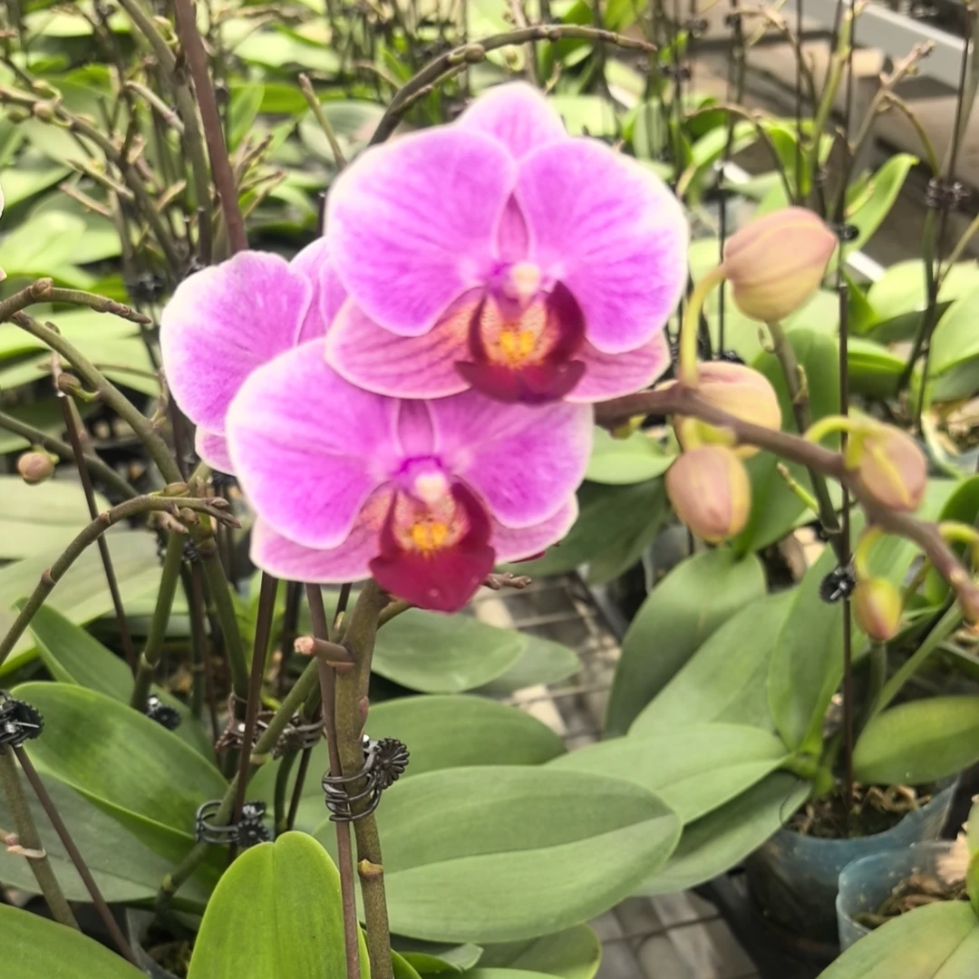 欢然花集蝴蝶兰（小甜甜）双梗