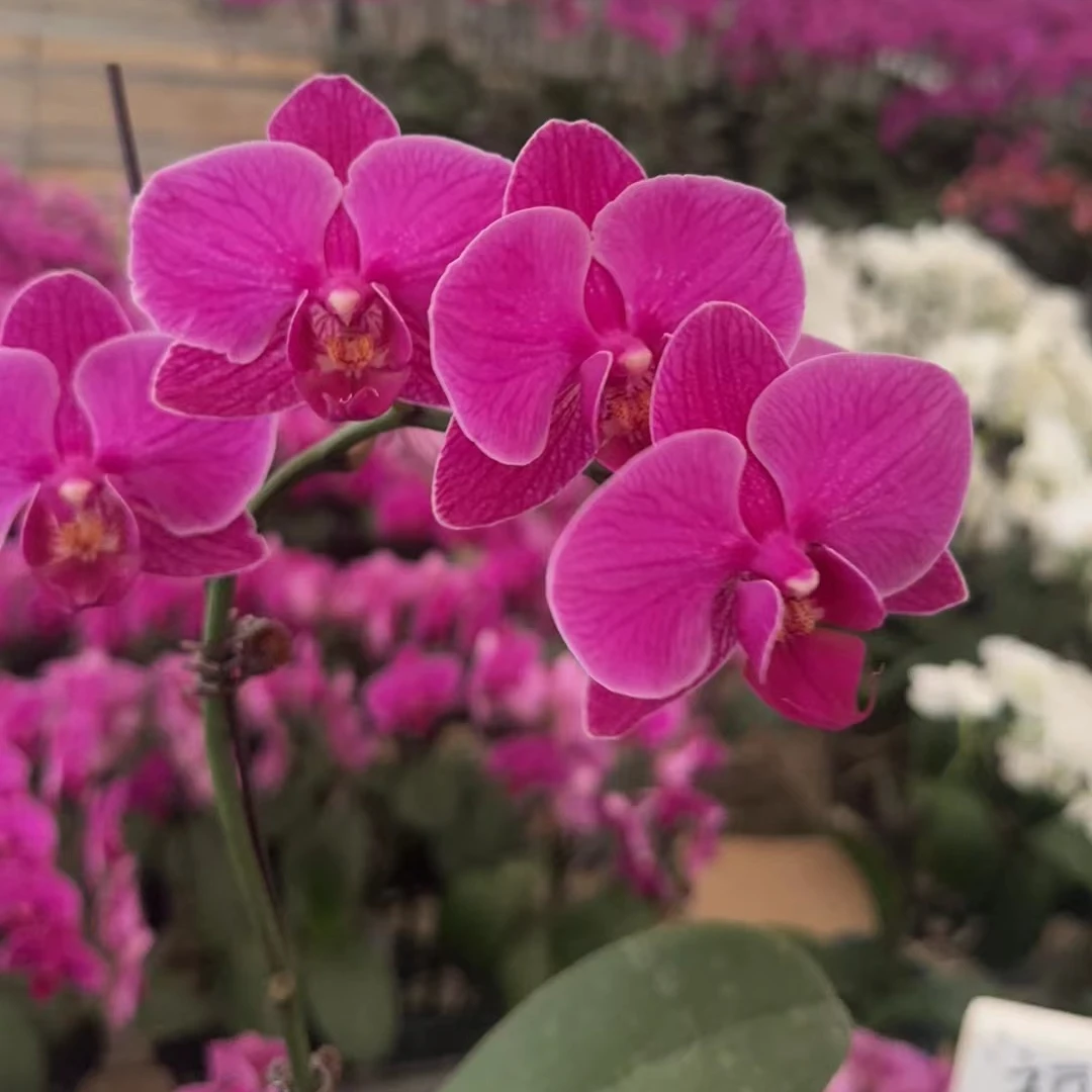 欢然花集蝴蝶兰（福星）