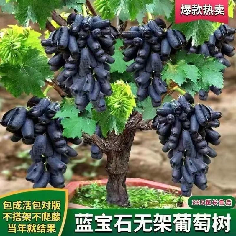 盆栽地栽葡萄树苗抗寒耐热南北方均可种植阳台庭院栽种