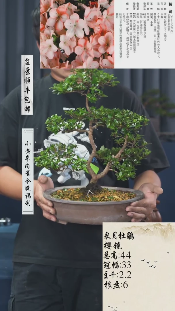 【闪购商品】0杜鹃-樱镜