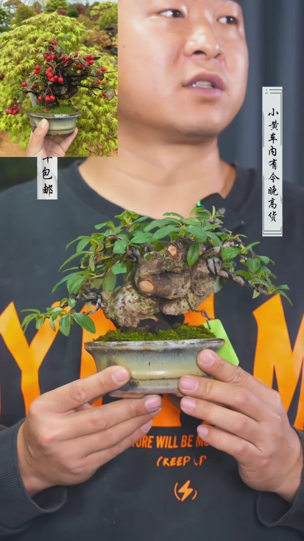 【闪购商品】-杂木