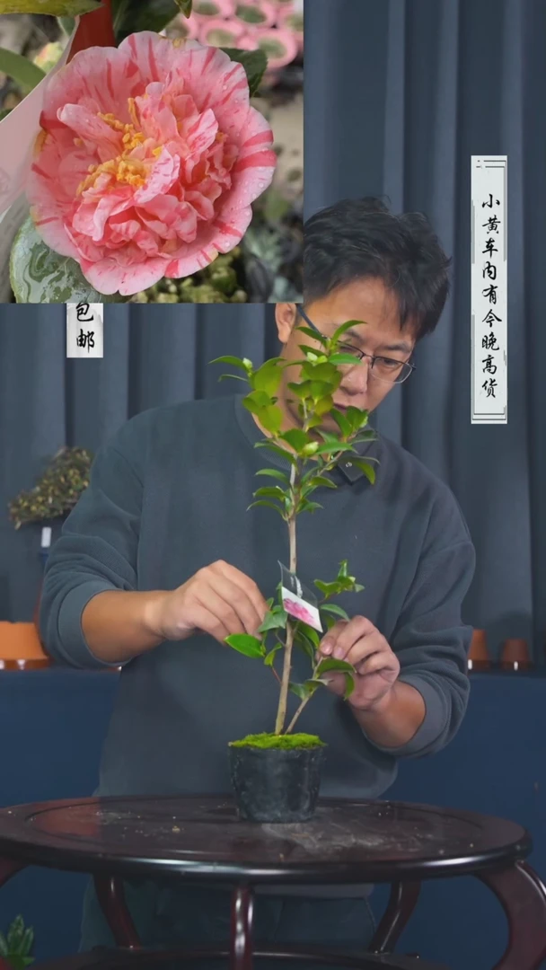 【闪购商品】-锦麒麟-F47
