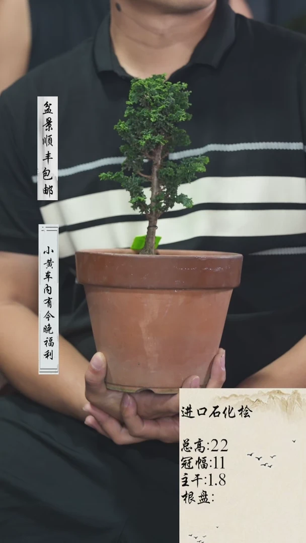 【闪购商品】0石化桧
