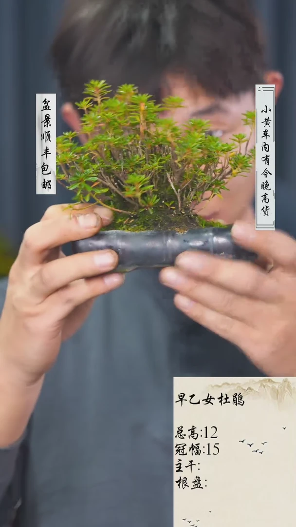 【闪购商品】-早乙女-E6