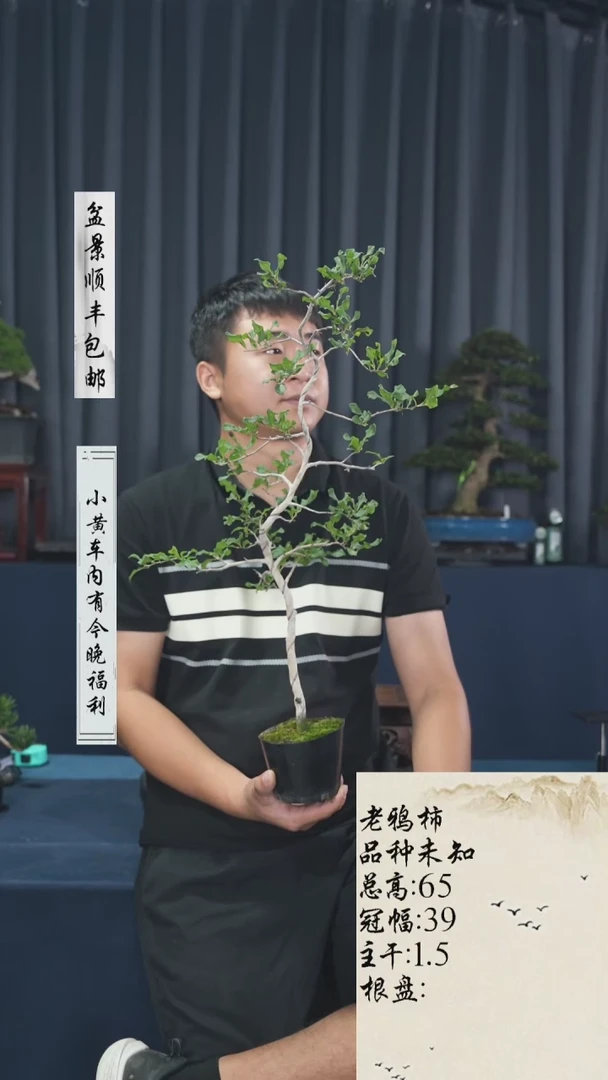 【闪购商品】0老鸦柿