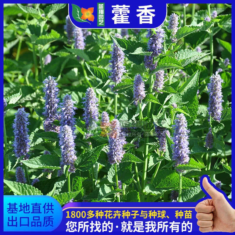 藿香种子阳台盆栽芳香类花籽草种子四季易种青茎薄荷种子播种春季