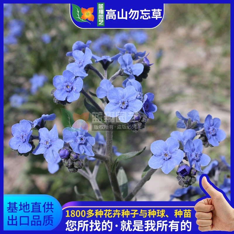 多年生高山勿忘草花卉种子蓝色白色红色夏季秋季开花室外易活栽植