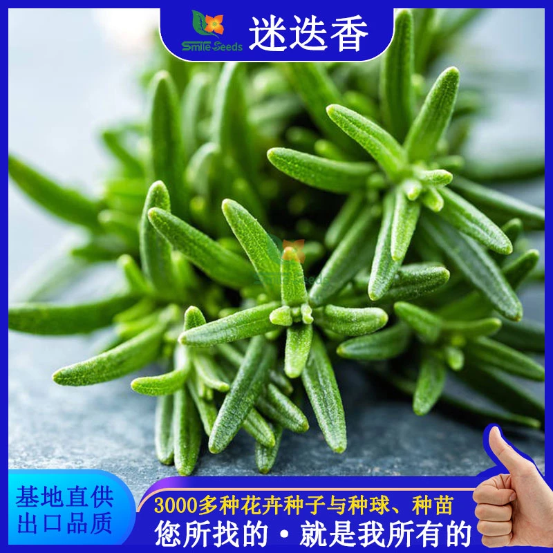 迷迭香花卉种子香草热卖厂家直销新品四季播种春季秋季阳台盆栽