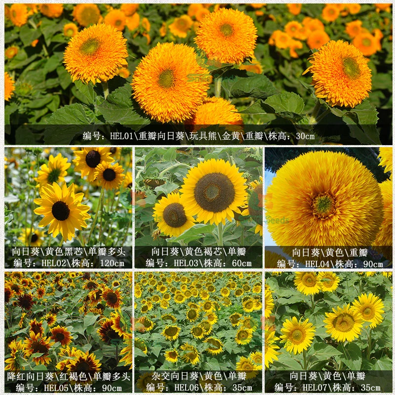 观赏向日葵花卉好养四季室内阳台庭院迷你盆栽植物花草种子花籽