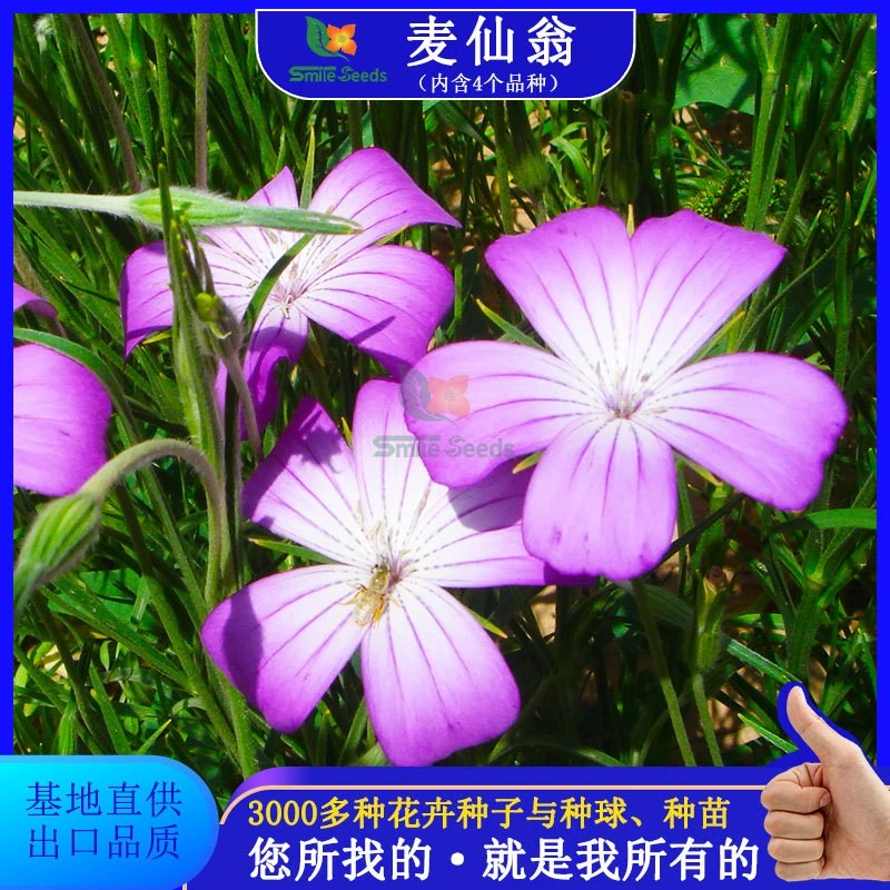 麦仙翁种子四季播种花坛花境庭院景观花卉园林花海花籽