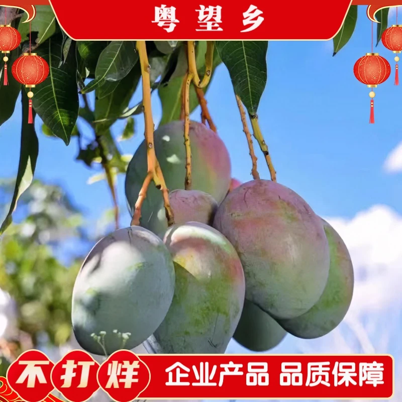 粤望乡四川攀枝花变软凯特芒果新鲜优质香甜多汁大果甜产地