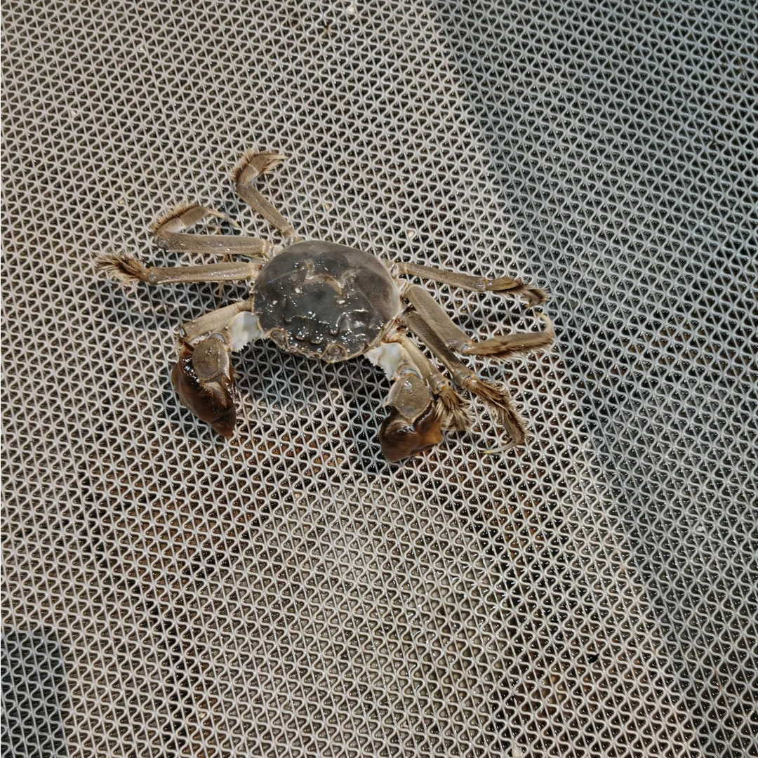 江苏大闸蟹【老笨生鲜】到家保鲜不保活