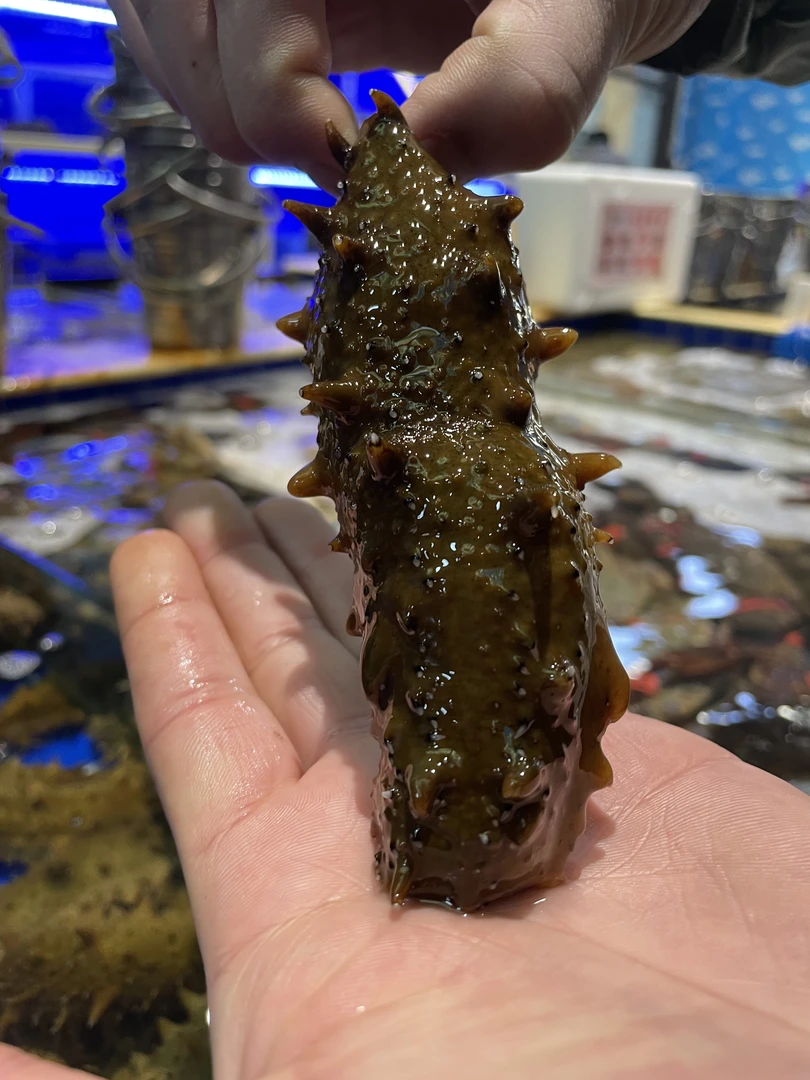 鲜活大海参【老笨鲜生】到家保鲜不保活