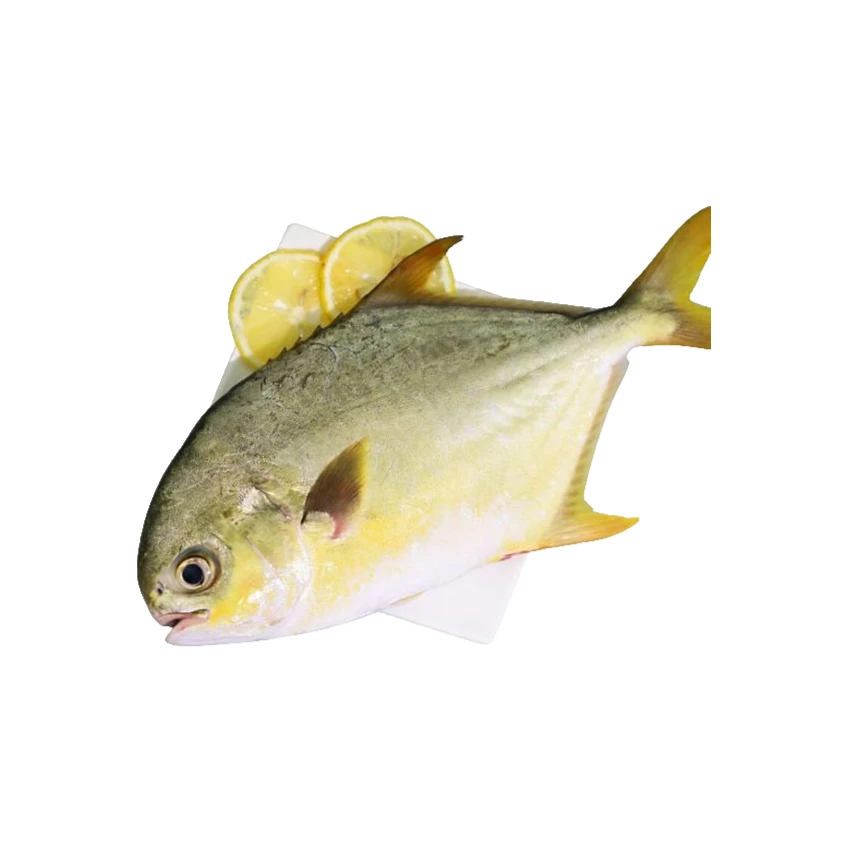 冷冻金鲳鱼【老笨鲜生】10元起送，98包邮