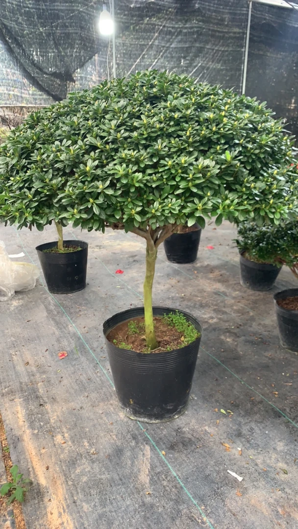 花满山涧 年宵花大罐大老庄四季开花