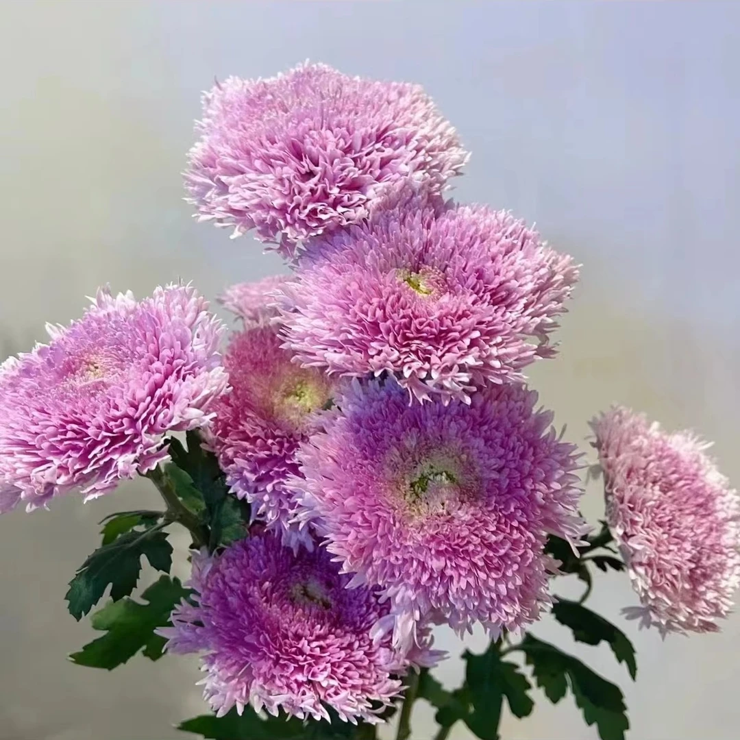 【仙女座｜面包菊】 AA级 花努力 伊特斯科粉 面包菊
