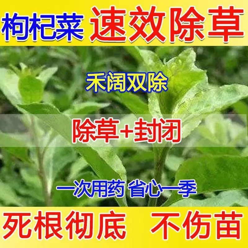 枸杞菜专用除草剂封闭除草剂枸杞菜除草剂苗后安全不伤苗烂根高效