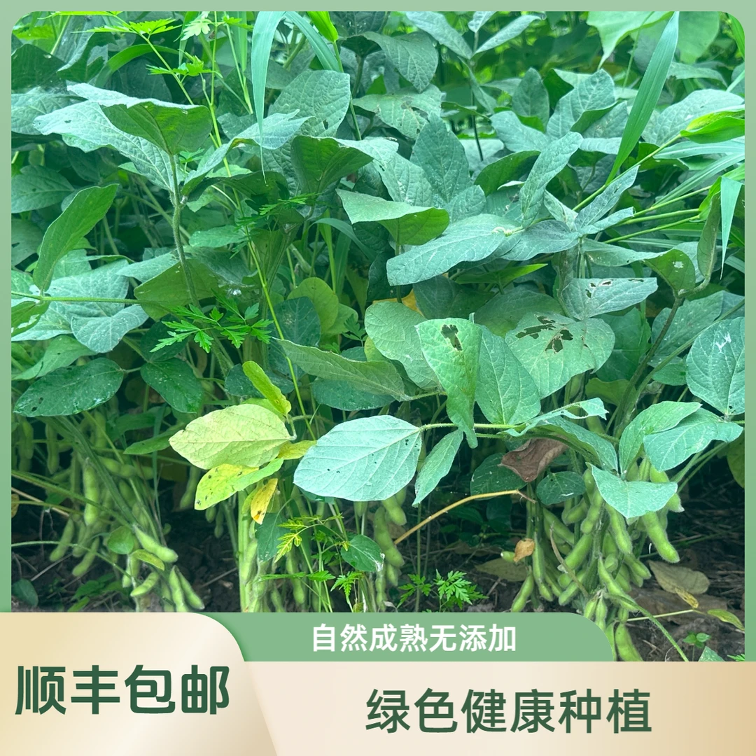 时鲜毛豆角绿色新鲜发绿色种植