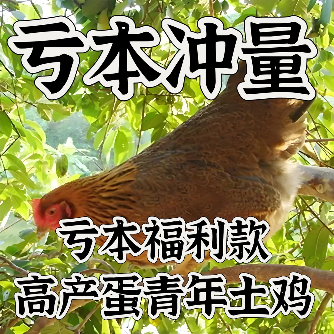 活鸡 顺丰发货 散养土鸡 青年大活鸡发货