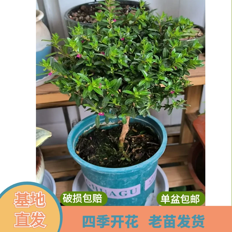 [ 满天星棒棒糖 ]盆栽花苞发货开花不断四季开花阳台花卉植物