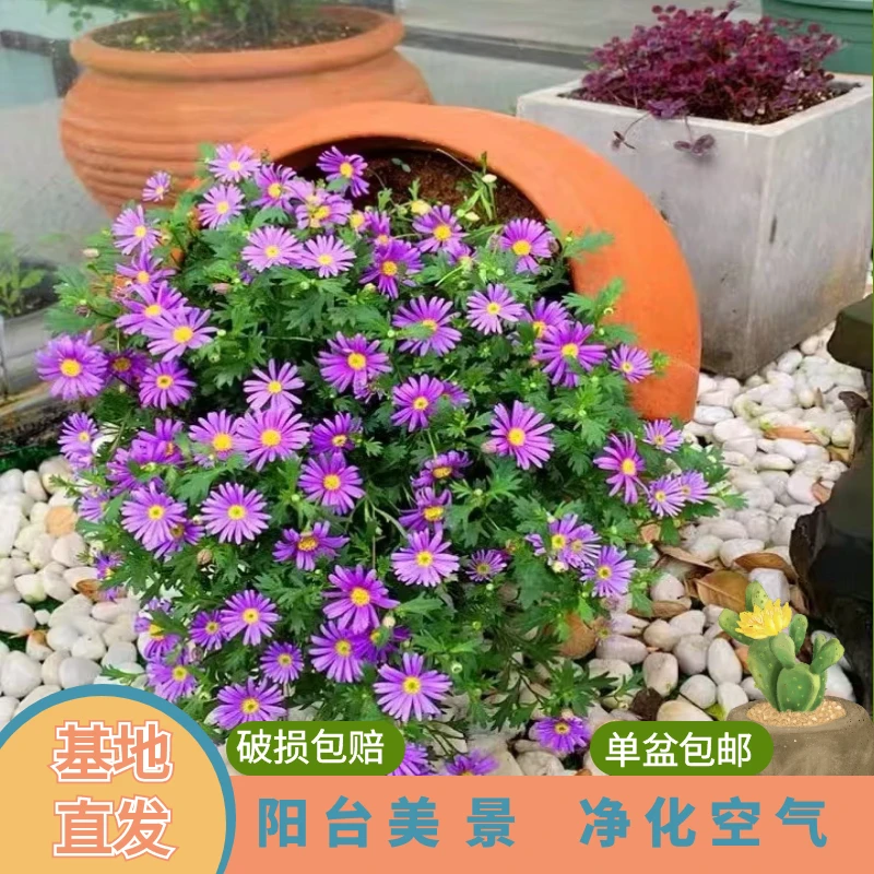 绿植园 [  姬小菊 ]盆栽带花苞发货开花不断四季开花阳台花卉植物