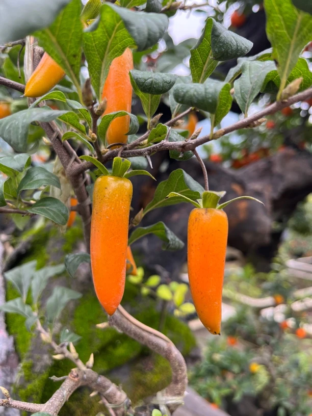 金弹子，三峡蚊母直播链接，不直播勿拍