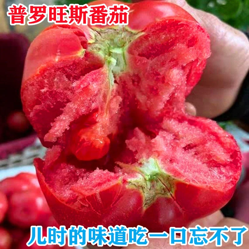 【菓菓5斤】露天普罗旺斯老品种沙瓤西红柿新鲜自然熟水果番茄生吃