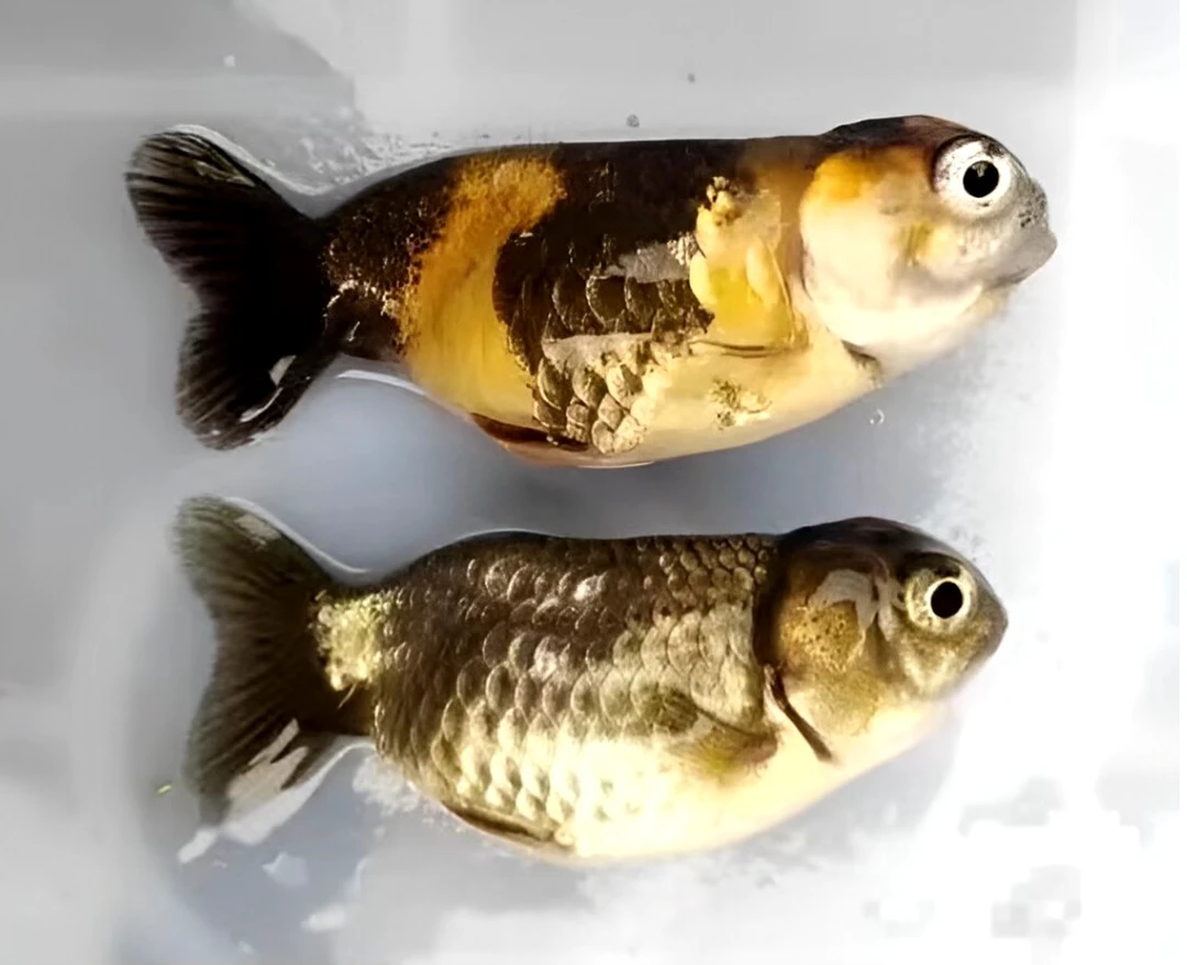 观赏鱼不分公母直发