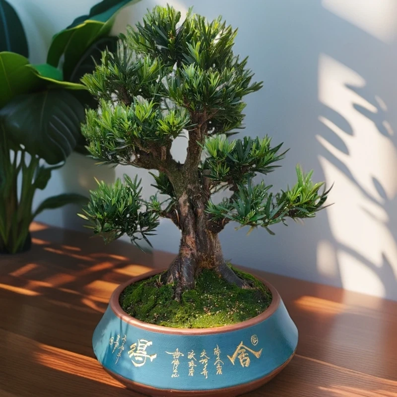 （1物1拍）绿植盆景花卉