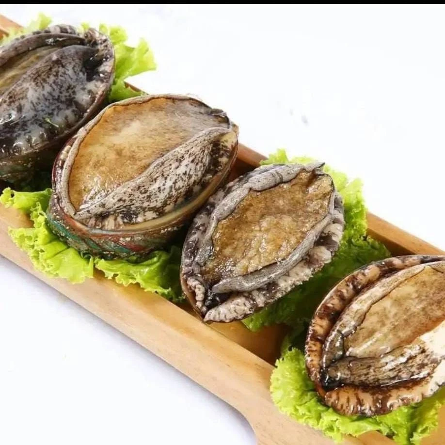 鲍鱼  生鲜 八头鲍  海鲜500g/8个_Z