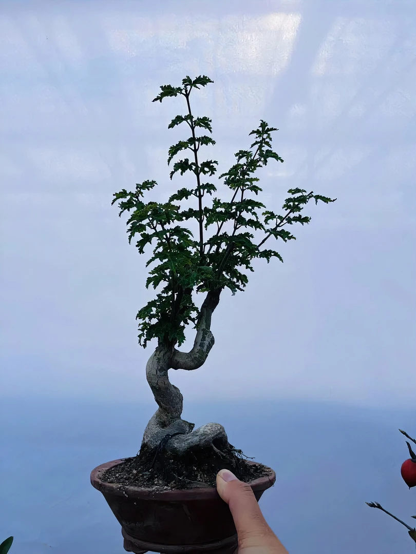 狮子头盆栽绿植花卉阳台客厅手盆