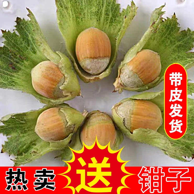 2025年新鲜水仁大榛子5斤（带皮）